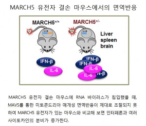 면역