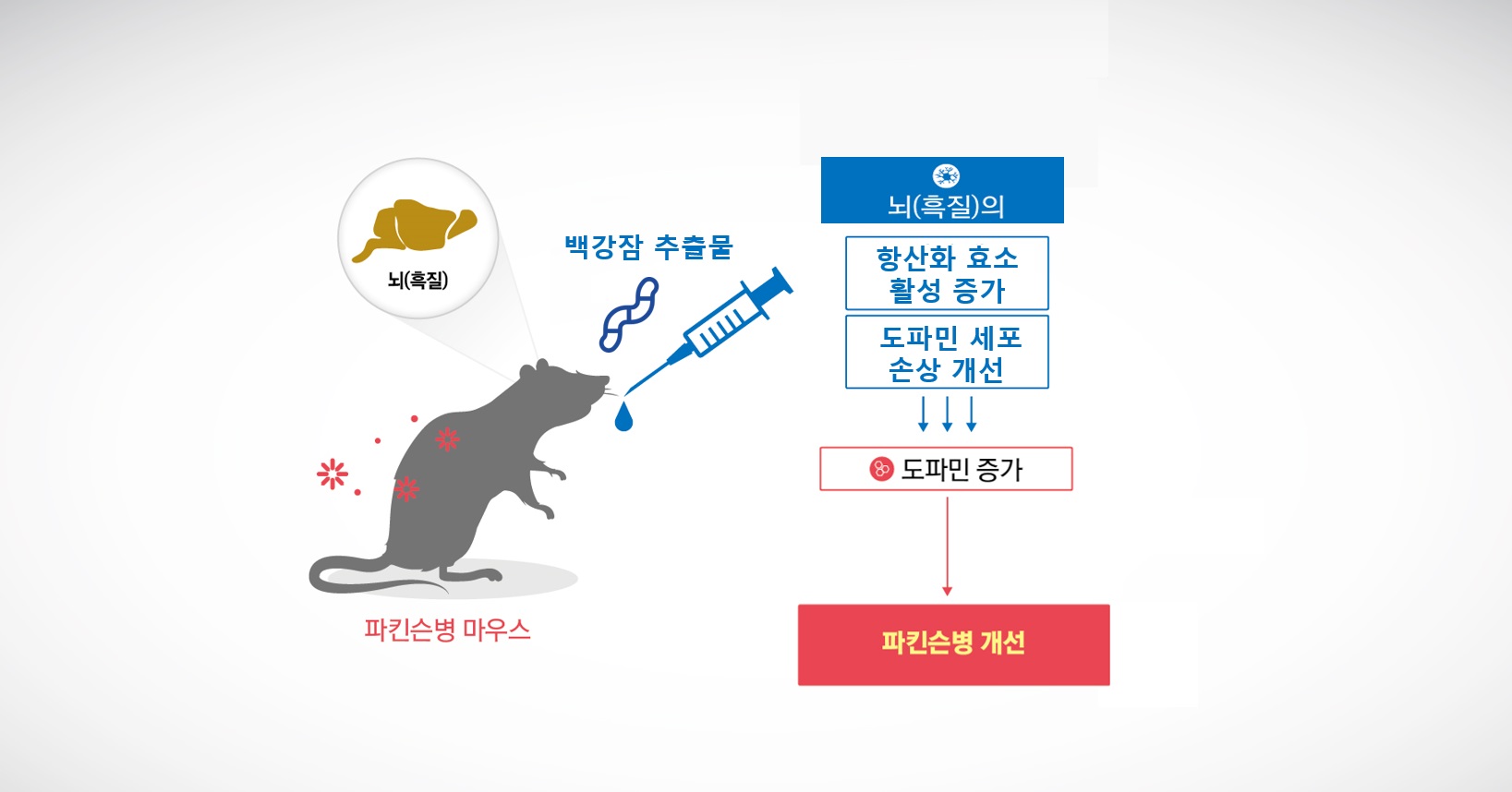 백강잠1(백강잠 추출물의 항파킨슨병 효능 작용기전 모식도).jpg