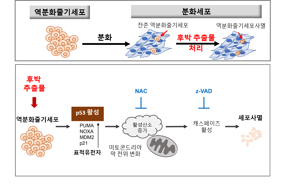 줄기세포1(후박 추출물의 미분화줄기세포 사멸 효능 작용기전).png