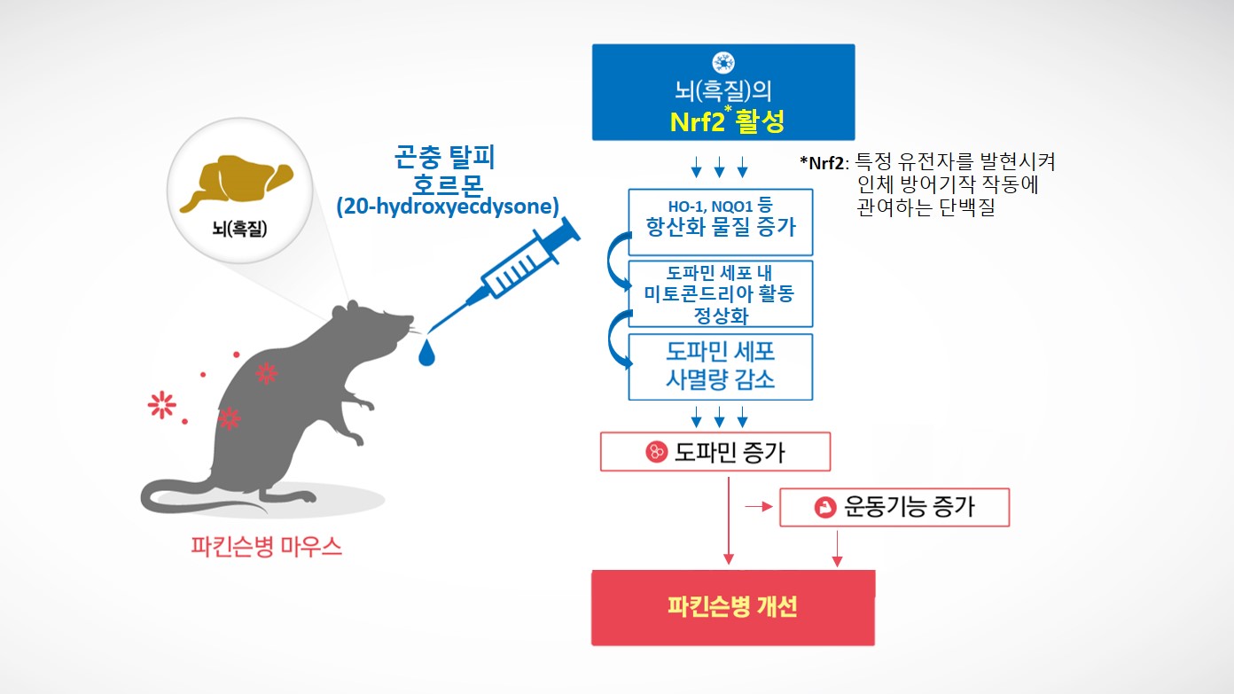 그림1. 곤충호르몬의 Nrf2 활성을 통한 파킨슨 증상 개선 효능 모식도.jpg
