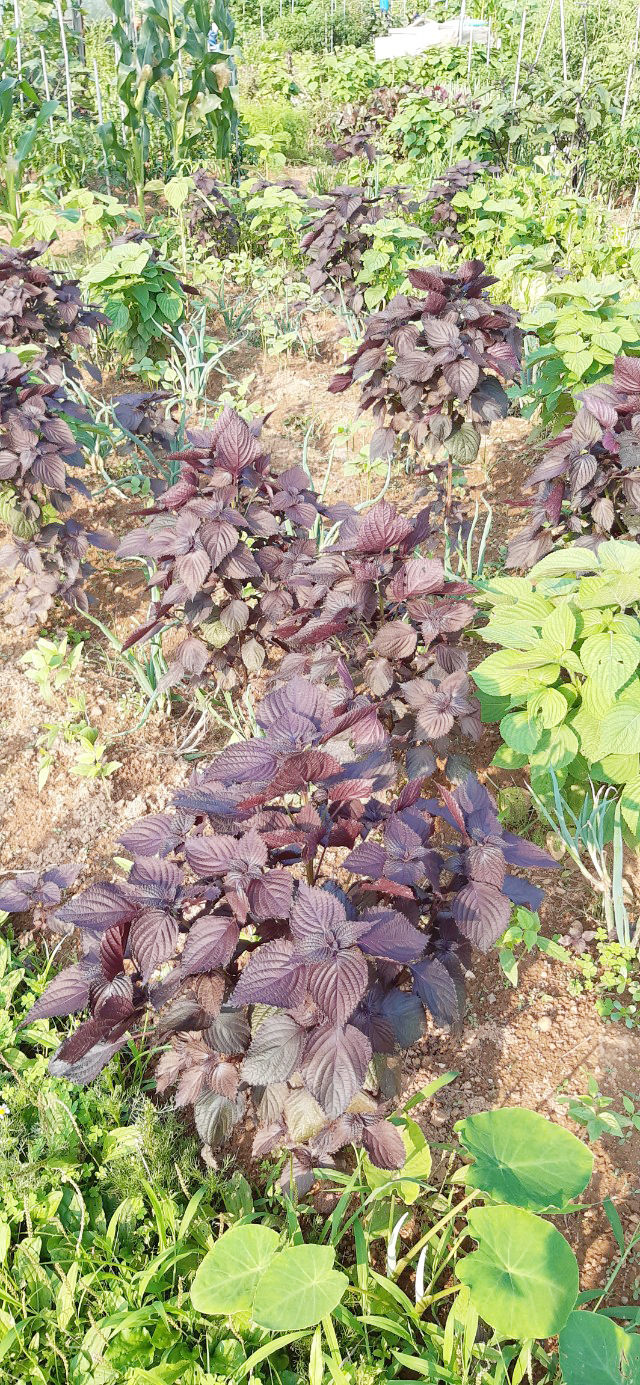 자소엽 (1).jpg