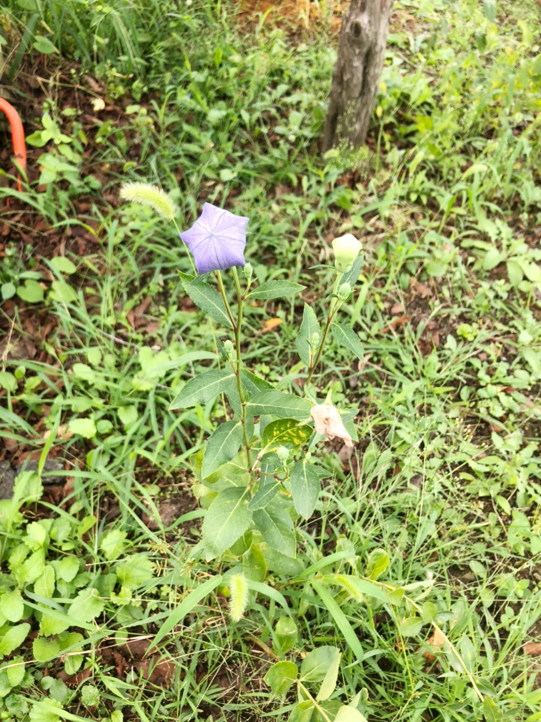 도라지 (1).jpg