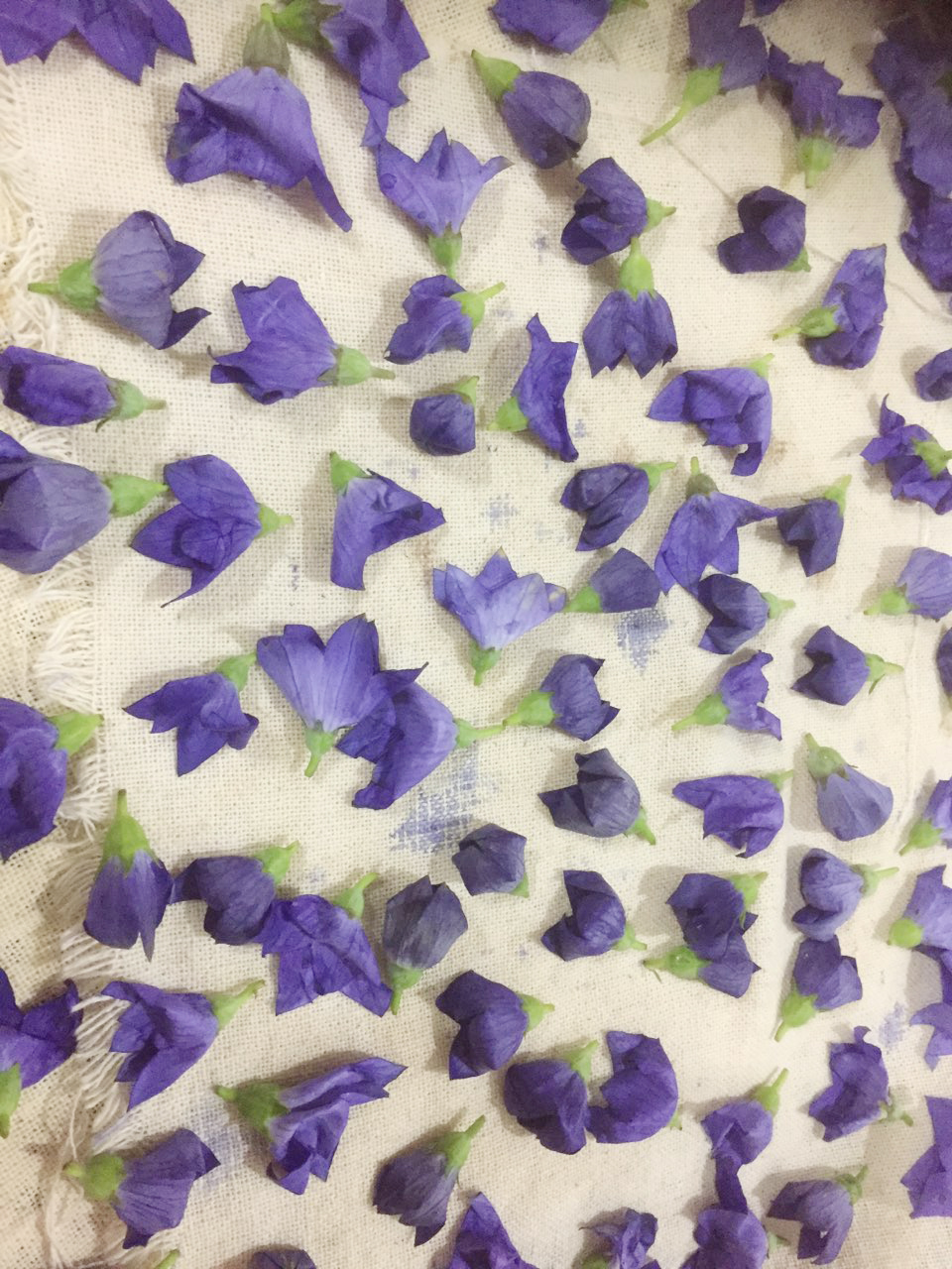 도라지 (2).jpg