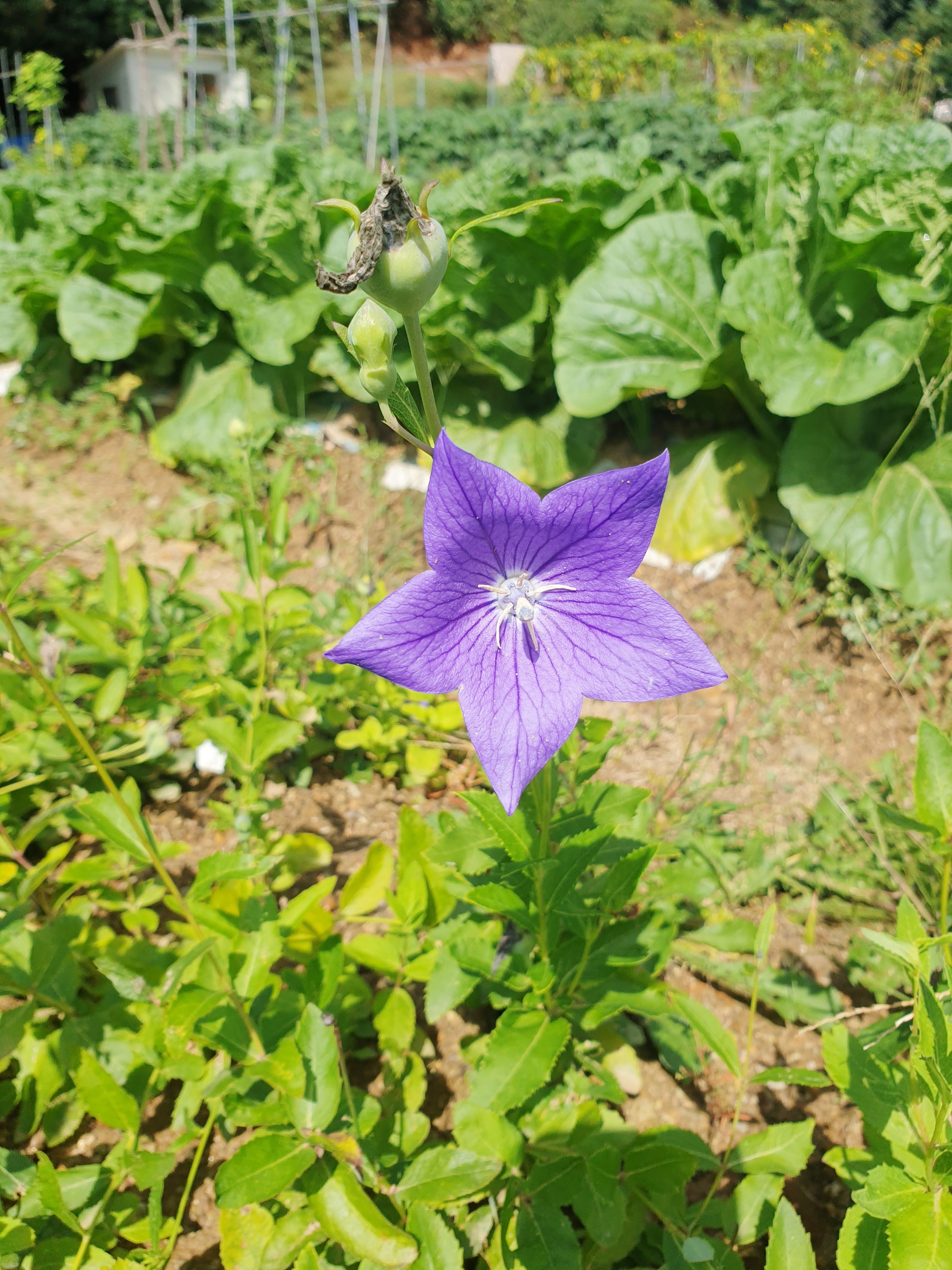 도라지 (3).jpg