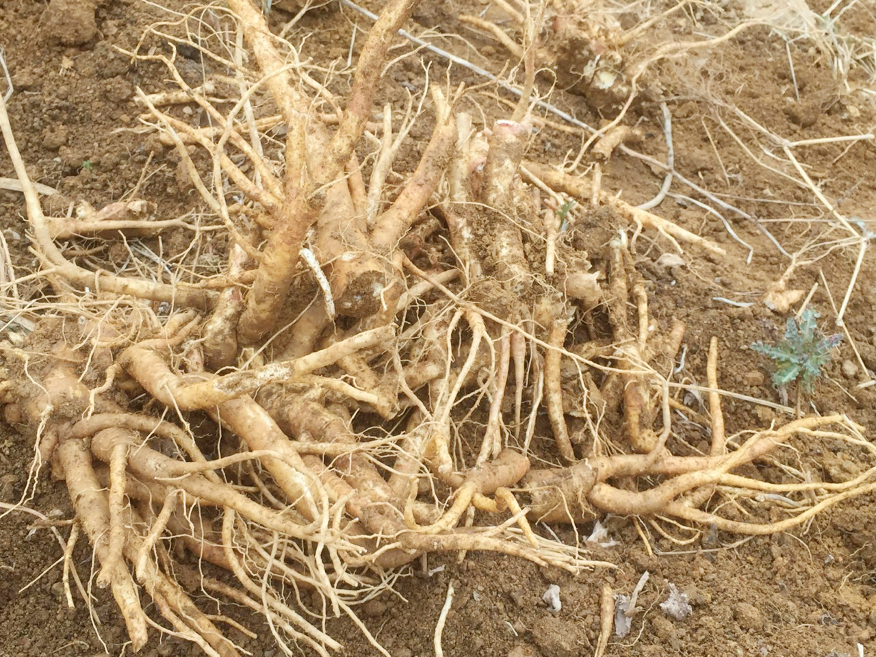 도라지 (5).jpg