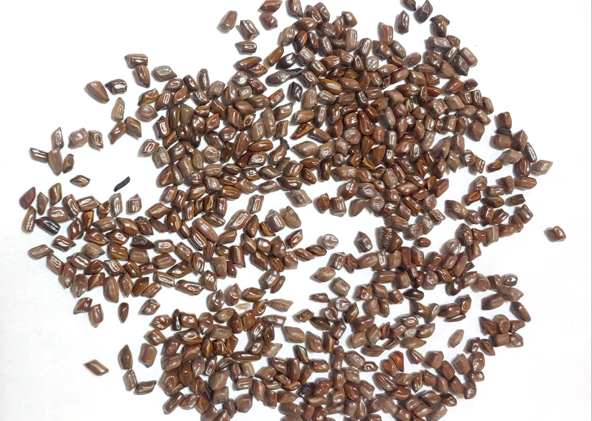 결명자 (2).jpg