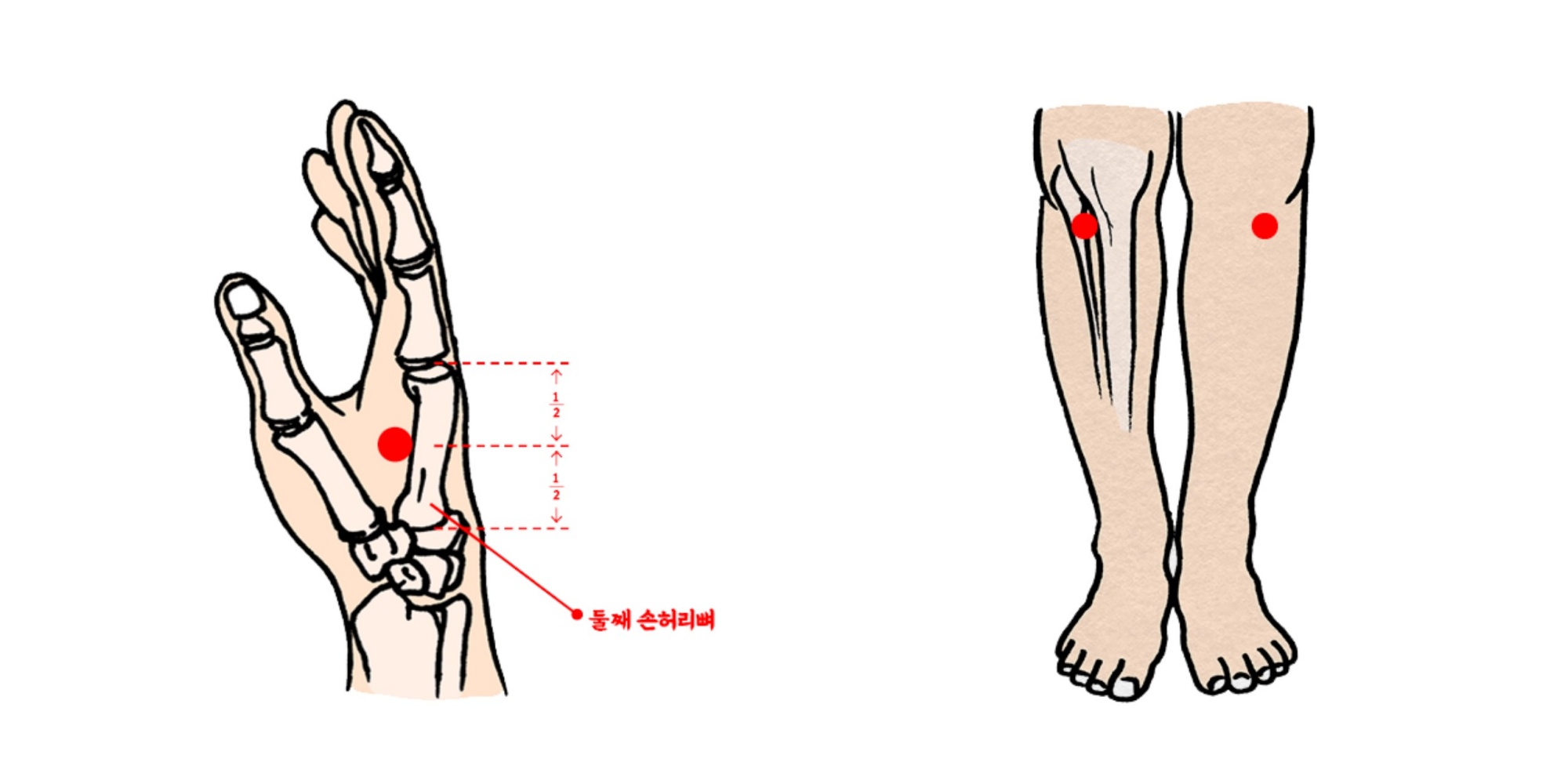 [사진설명] 소화불량 개선에 효과적인 ‘합곡혈(왼쪽)’과 ‘족삼리혈(오른쪽)’.jpg