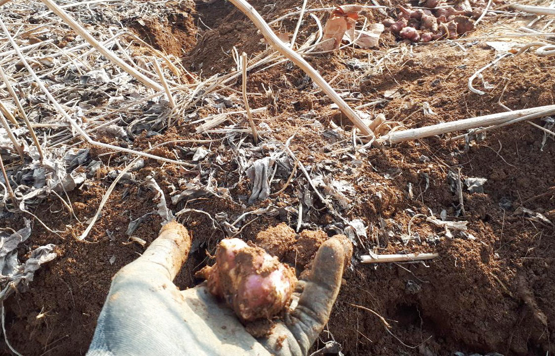 땅에서 캔 돼지감자.jpg