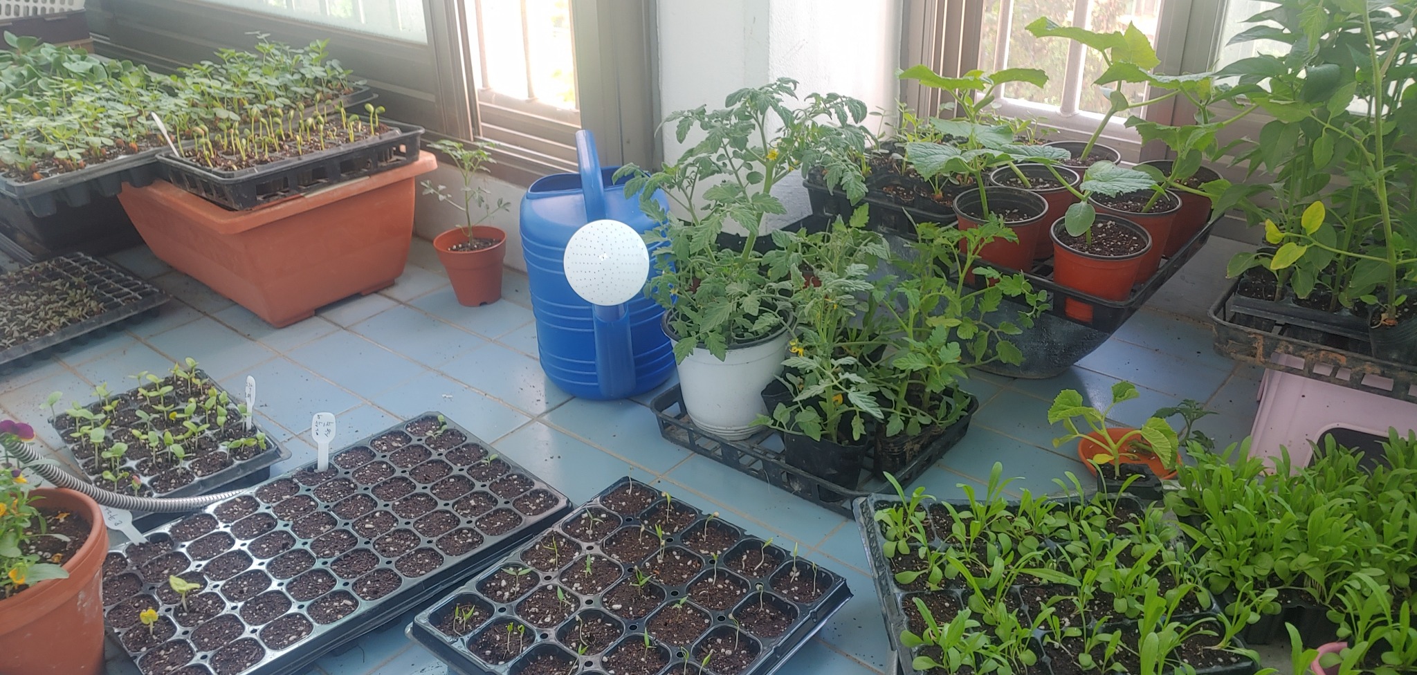 [땅콩2]베란다 모종.jpg