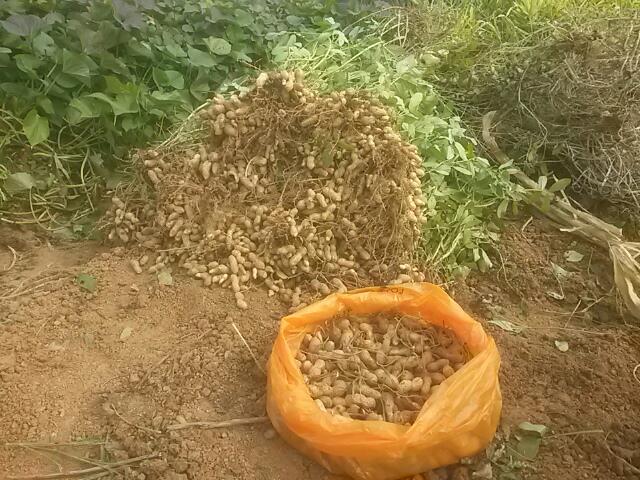 [땅콩3]땅콩 수확.jpg