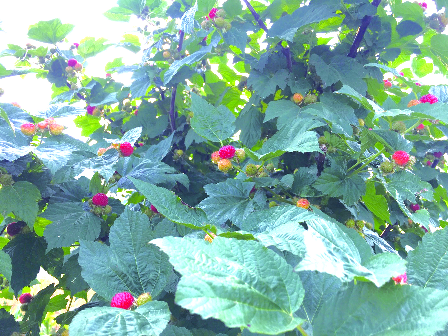 [권해진4]산딸기 나무 1.jpg