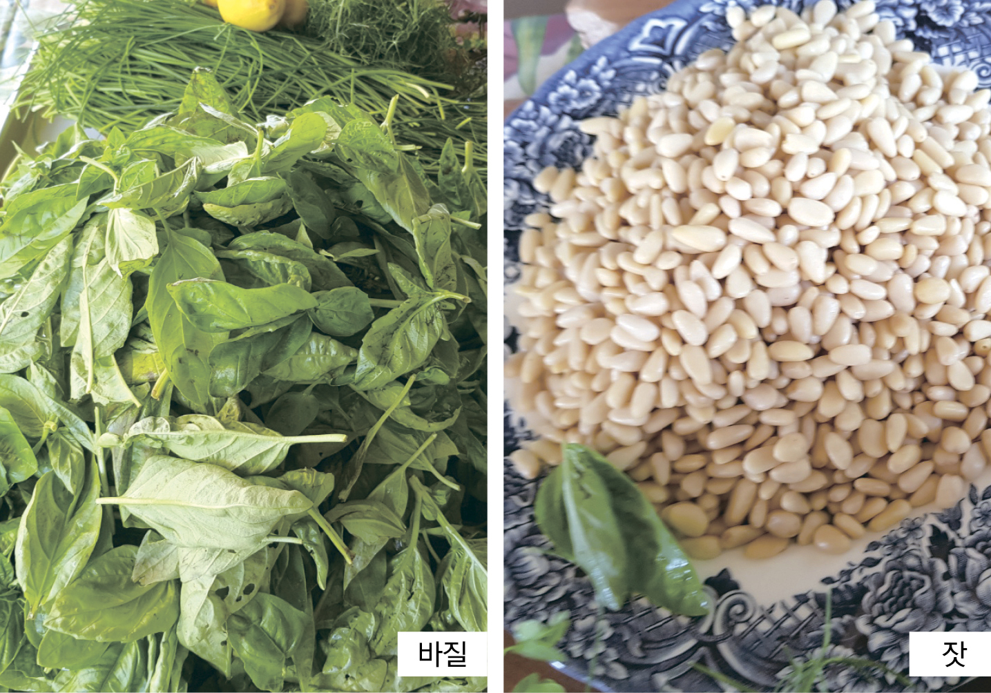 권해진 바질 .jpg