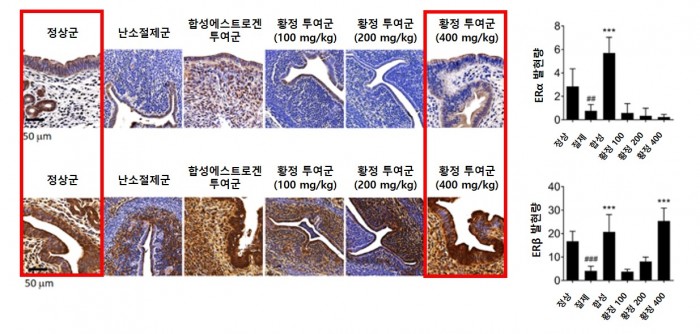 [사진설명]  In the case of the hwangjeong-administered group, ERα was suppressed in the endometrium and only the expression of ERβ was increased, showing a therapeutic effect close to that of the normal group, and at the same time inhibiting endometrial hyperplasia..jpg