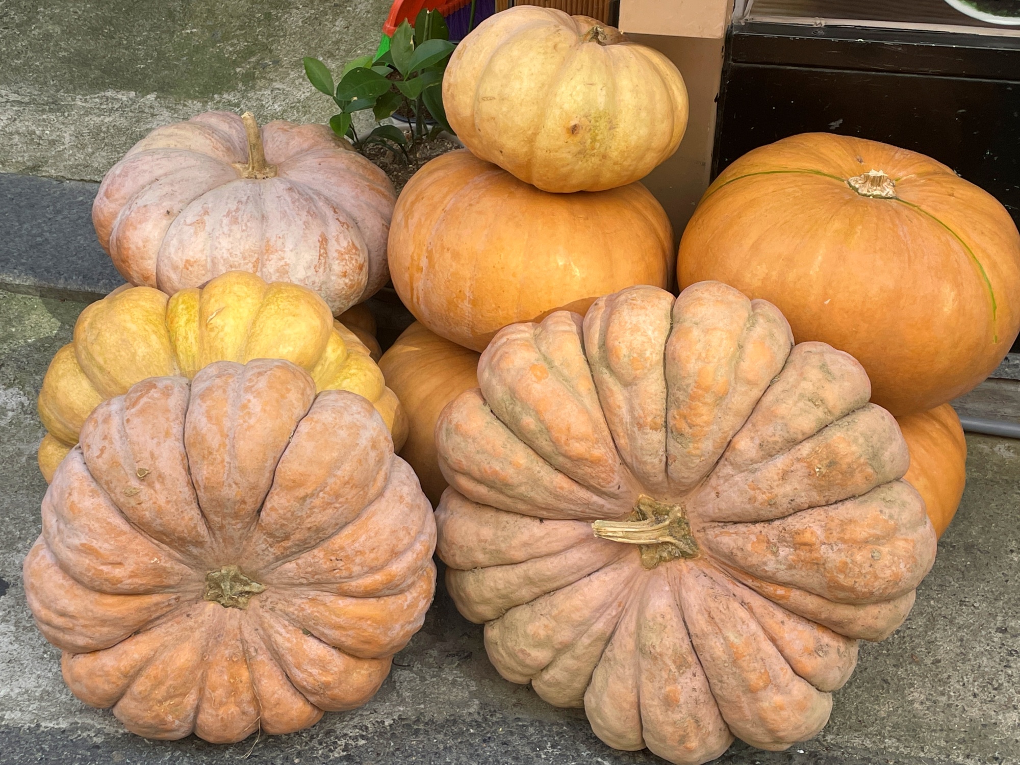 [사진설명] 달콤함과 영양소가 풍부해 건강에 좋은 가을 호박.jpg