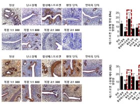 황정·연자육 복합추출물서 갱년기 증상 개선 효과 ‘입증’