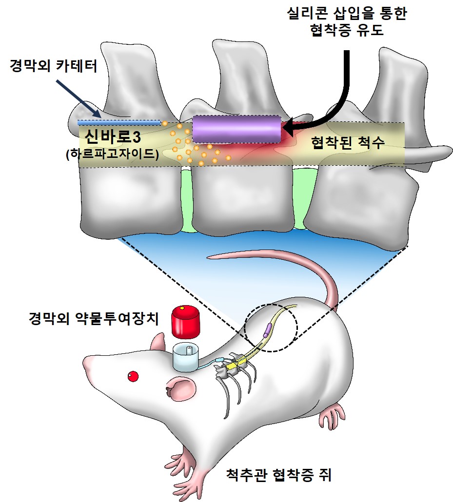 [사진설명] 실험에 활용된 동물실험 모델.jpg