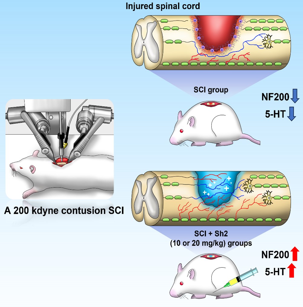 [사진설명] 신바로2의 척수손상 치료 실험 모델.jpg