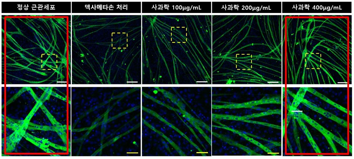 [사진설명] 사과락 농도가 높을수록 근관세포의 크기와 수가 정상에 가깝게 회복되는 모습.JPG