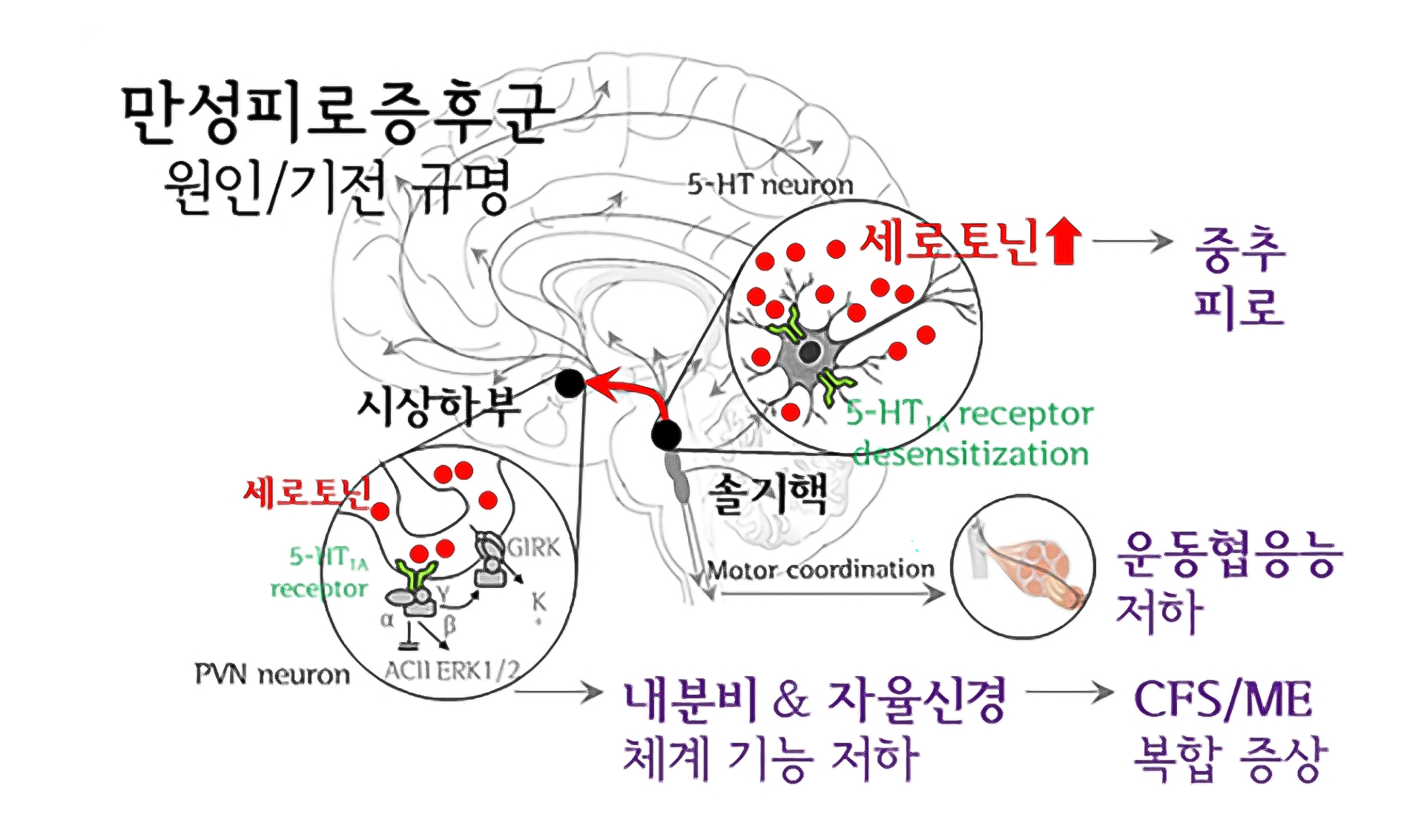 세로토닌 과활성화.jpg