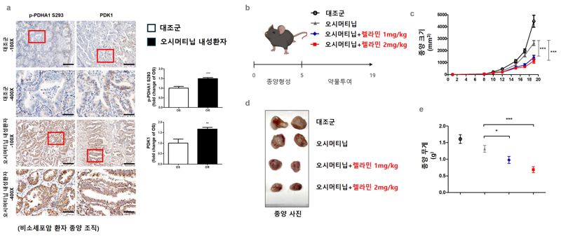 폐암항암제.jpg