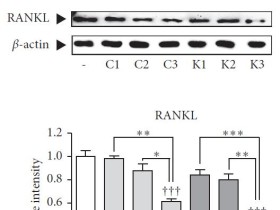 검은콩 처리 하수오, 골다공증 개선 효능 증가 ‘과학적 규명’