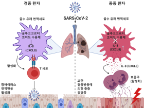 코로나19 중증화, 호중구의 과활성화로 발생