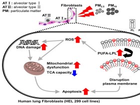 미세먼지, 폐조직 내 섬유아세포에도 손상 입힌다