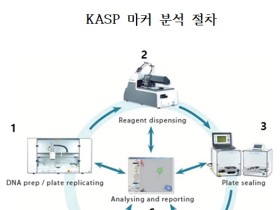 인삼 육종 앞당기는 고속·대량 분자표지 개발