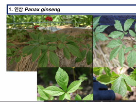 주영승 교수의 한약재 감별정보  인삼