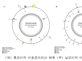 오미자과(科) 미토콘드리아 유전체 서열 정보 해독