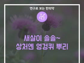 새살이 솔솔~ 상처엔 엉겅퀴 뿌리