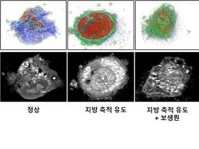 생맥산, 운동능력 및 에너지대사능력 향상시켜