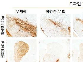 천마, 뇌신경 보호효과 과학적으로 검증