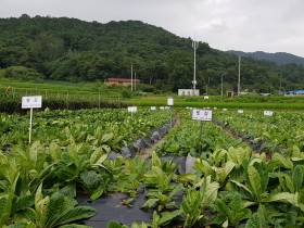 정읍시, ‘지황’ 안정생산 위한 공동연구사업 추진