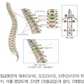 침금동인으로 복원한 내의원 표준경혈6