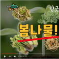 [김경식의 한방에 알고싶다] 약이 되는 봄나물과 식약동원 - 매일경제TV 건강한의사