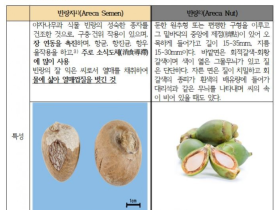 농약 성분 검출 대만의 ‘빈랑’, 우리나라와 무관