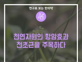 천연자원의 항암효과 천초근을 주목하다