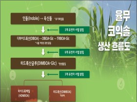 농촌진흥청, 한약재 의이인(율무) 표준유전체 해독