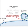 뽕나무에서 코로나 감염 억제 성분 발견