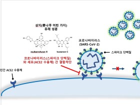 뽕나무에서 코로나 감염 억제 성분 발견