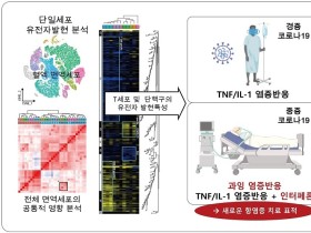 중증 코로나19 환자의 사이토카인 폭풍 원인 찾았다