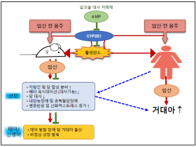 임신 전 음주도 태아발달 이상 위험 증가시킨다