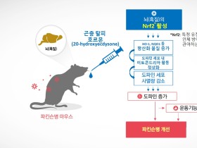 곤충 탈피 호르몬, 파킨슨으로 인한 운동장애 증상 ‘개선’