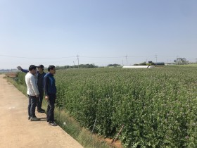 해남군, '밀크시슬' 대량재배 성공…국산화 청신호