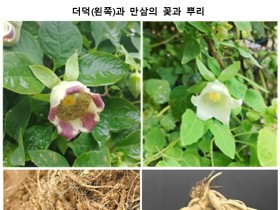 가공 후 구분하기 어려운 한약재 더덕과 만삼, 5~6시간만에 정확히 구분