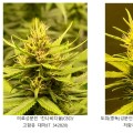 의료용 대마, 이제 국산 유전자원으로 연구한다