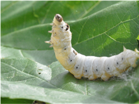 ‘홍잠‧참당귀 복합제’ 산업화 기반 구축