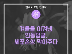 겨울을 이겨낸 인동덩굴, 세포손상 막아주다