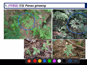 주영승 교수의 한약재 감별정보  산삼